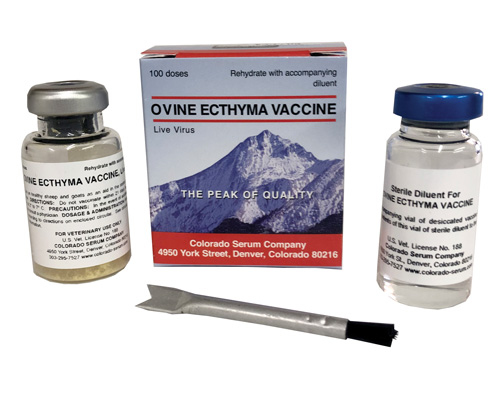 OVINE ECTHYMA