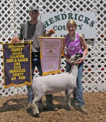 2015 Indiana State Fair 1st Place Flock & Premier Exhibitor shown by Roger Suffolks.