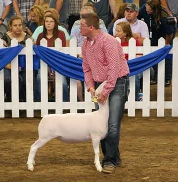 2015 Indiana State Fair 1st Place Flock & Premier Exhibitor shown by Roger Suffolks.