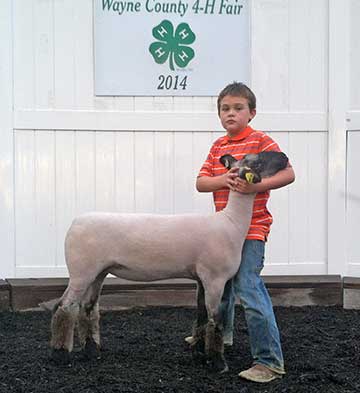 Dane Waterman 2014 Champion Hampshire Ewe