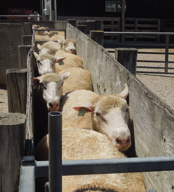 image of a lamb face